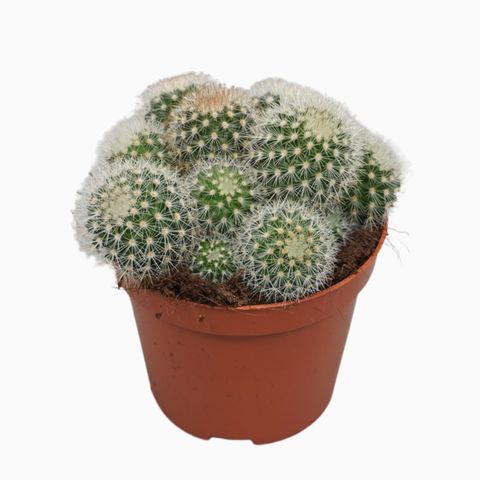 Mammillaria spinosissima pilcayensis