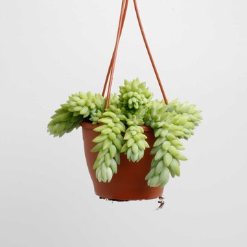 Sedum morganianum