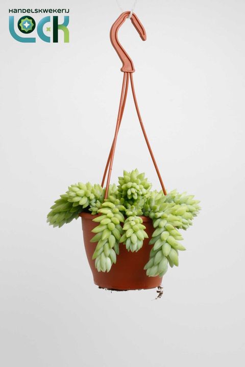 Sedum morganianum