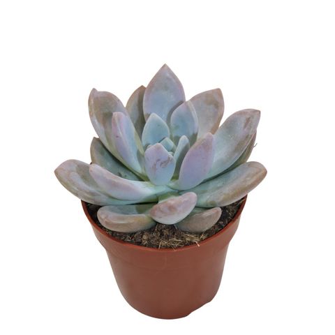 x Graptoveria 'Opalina'