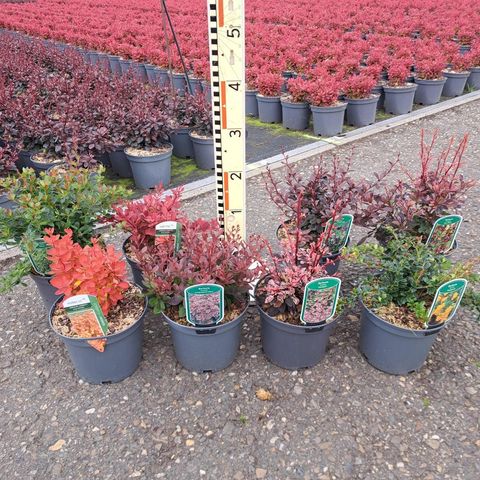 Berberis MIX