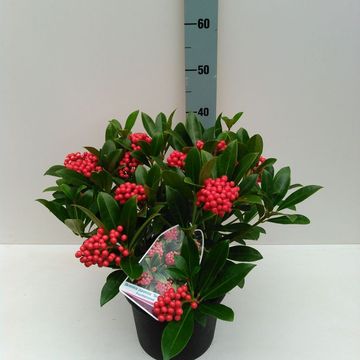 Skimmia japonica 'Temptation'