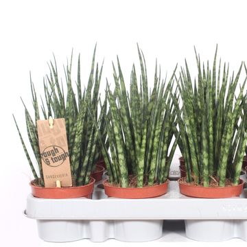 Sansevieria bacularis 'Fernwood Mikado'