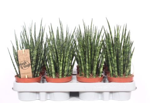Sansevieria bacularis 'Fernwood Mikado'