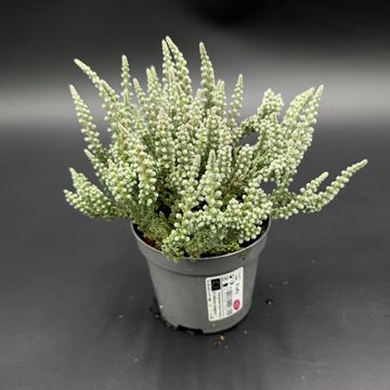 Calluna vulgaris GARDEN GIRLS FLUFFY