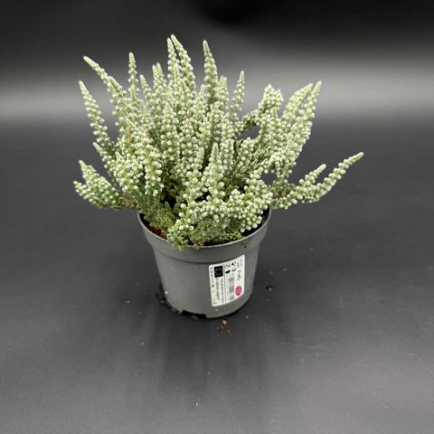 Calluna vulgaris GARDEN GIRLS FLUFFY