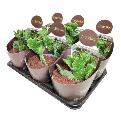 Stapelia leendertziae cristata