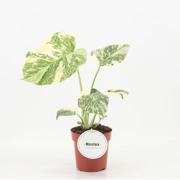 Monstera 'Crème Brûlée'