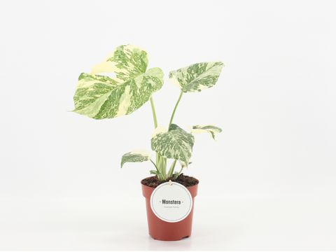 Monstera 'Crème Brûlée'