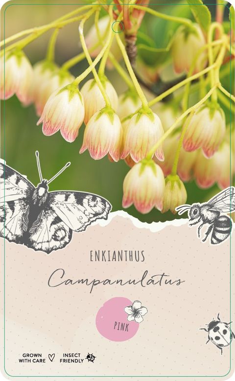 Enkianthus campanulatus