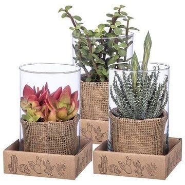 Arrangement Cactus / Succulent