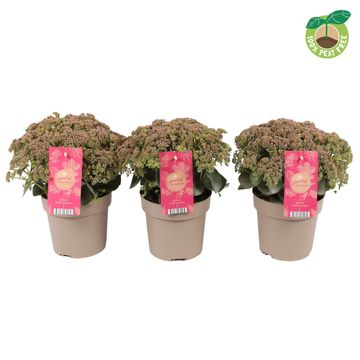 Sedum telephium SEDUCTION ROSE CHARM