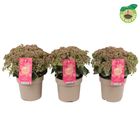 Sedum telephium SEDUCTION ROSE CHARM