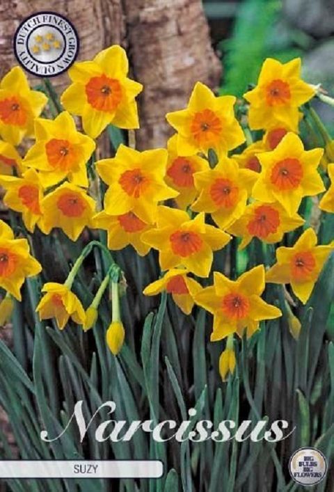Narcissus 'Suzy'
