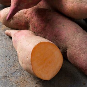 Ipomoea batatas ERATO VINELAND EARLY ORANGE