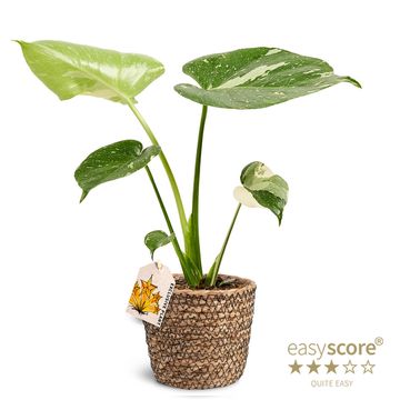 Monstera 'Thai Constellation'