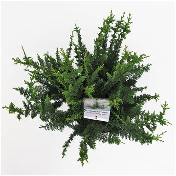 Chamaecyparis pisifera 'Teddy Bear'