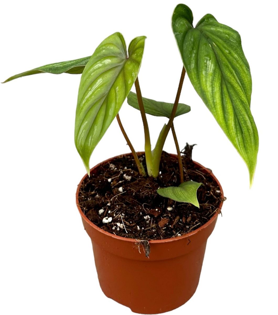 philodendron prince of orange kaufen 4
