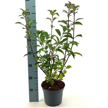 Viburnum x bodnantense 'Dawn'