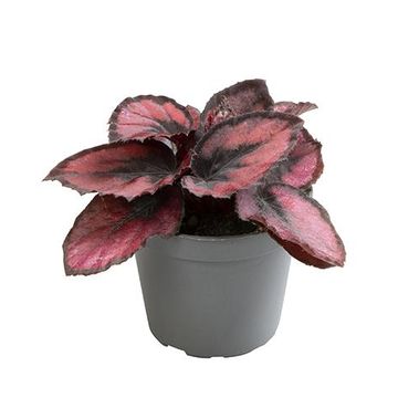 Begonia MAGIC COLOURS RED KISS