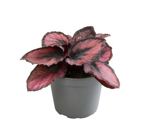 Begonia MAGIC COLOURS RED KISS