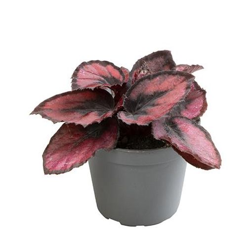 Begonia MAGIC COLOURS RED KISS