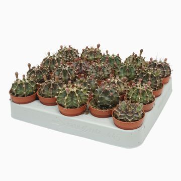 Gymnocalycium mihanovichii MIX