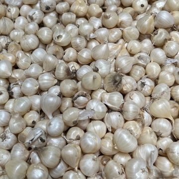 Allium sphaerocephalon