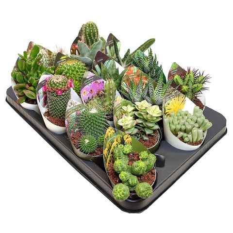 Cactus MIX