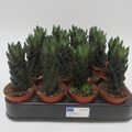 Haworthia reinwardtii