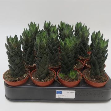 Haworthia reinwardtii
