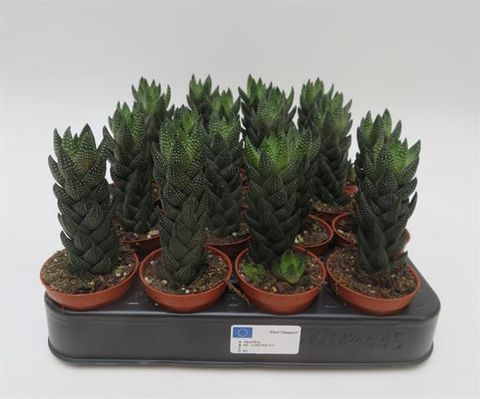 Haworthia reinwardtii