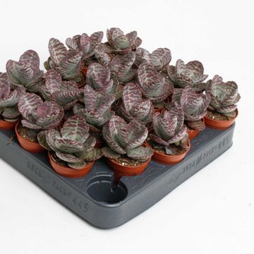 Kalanchoe humilis 'Zebra'