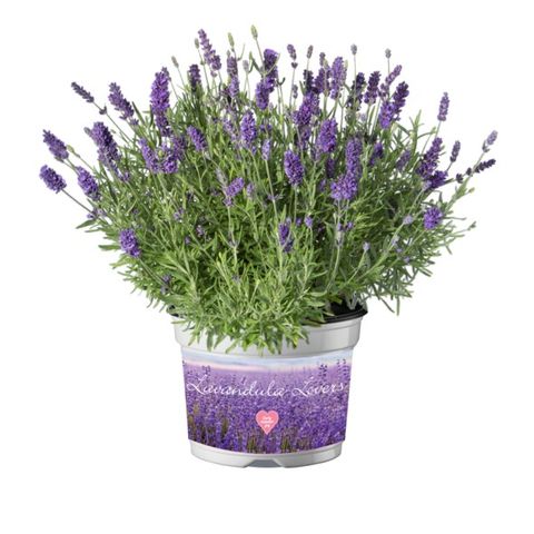Lavandula angustifolia 'Essence Purple'