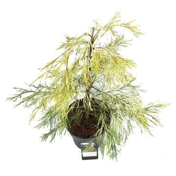 Chamaecyparis lawsoniana 'Karaca'