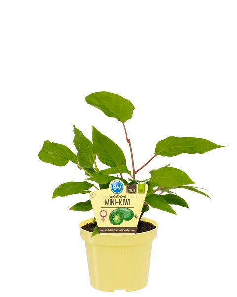 Actinidia arguta 'Issai'