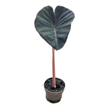 Colocasia 'Hybrid Solar Mirror'