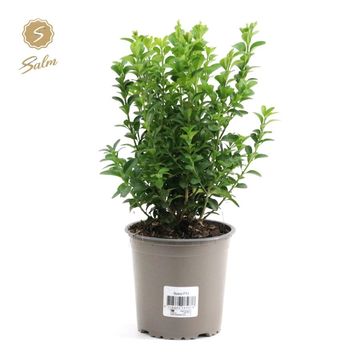 Buxus sempervirens