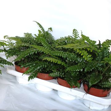 Polystichum polyblepharum