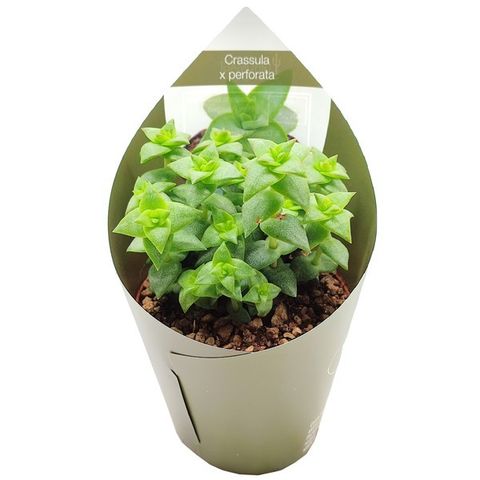 Crassula perforata