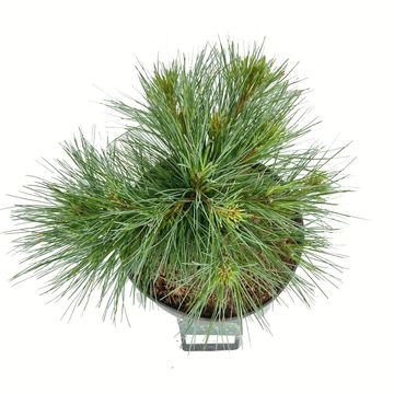 Pinus strobus 'Minima'