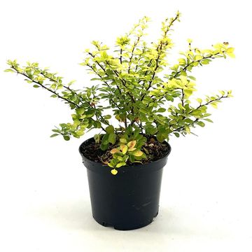 Berberis thunbergii 'Aurea'