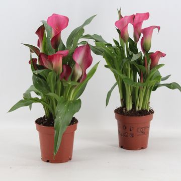 Zantedeschia 'Garnet Glow'