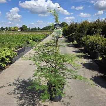 Acer palmatum 'Emerald Lace'