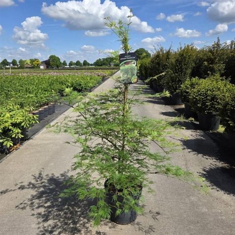 Acer palmatum 'Emerald Lace'