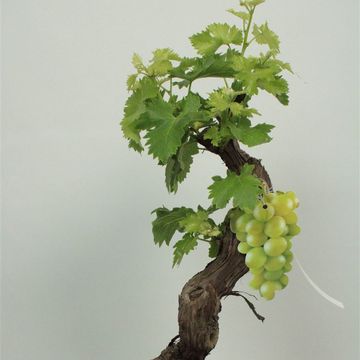 Vitis vinifera