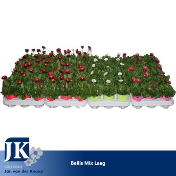 Bellis MIX