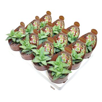 Crassula perfossa 'Lipstick'