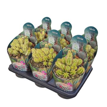 Euphorbia aggregata variegata