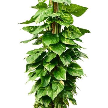 Epipremnum pinnatum 'Aureum'